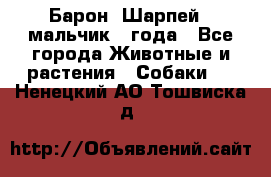 Барон (Шарпей), мальчик 3 года - Все города Животные и растения » Собаки   . Ненецкий АО,Тошвиска д.